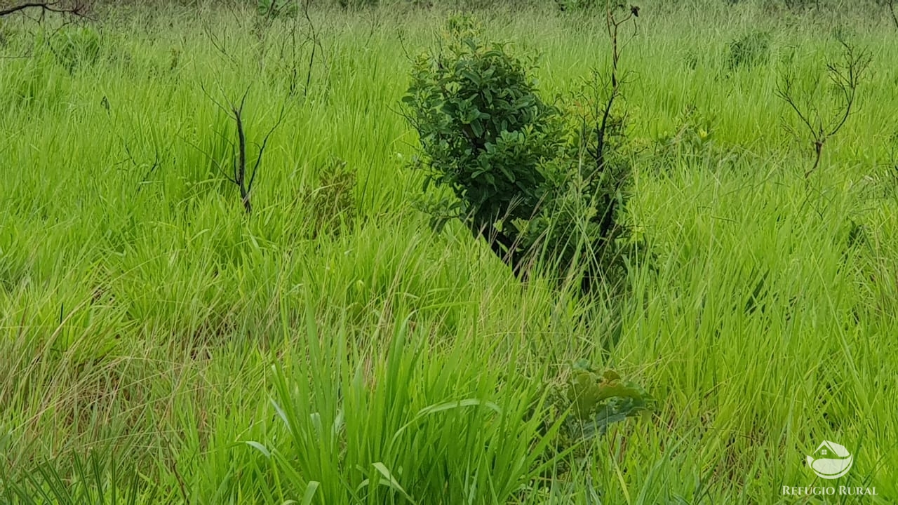 Fazenda à venda com 1 quarto, 32600000m² - Foto 22