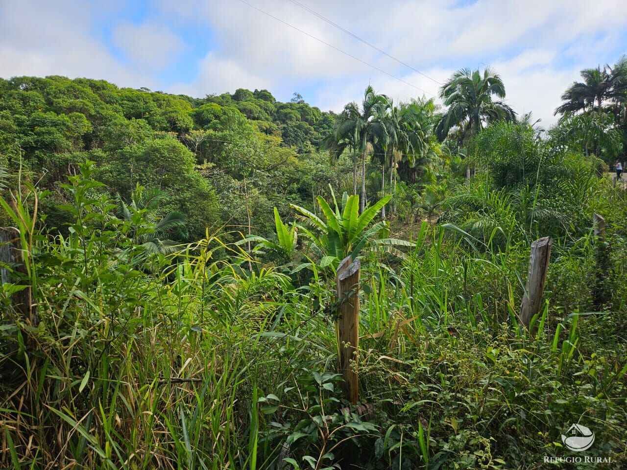 Sítio, 4 hectares - Foto 7