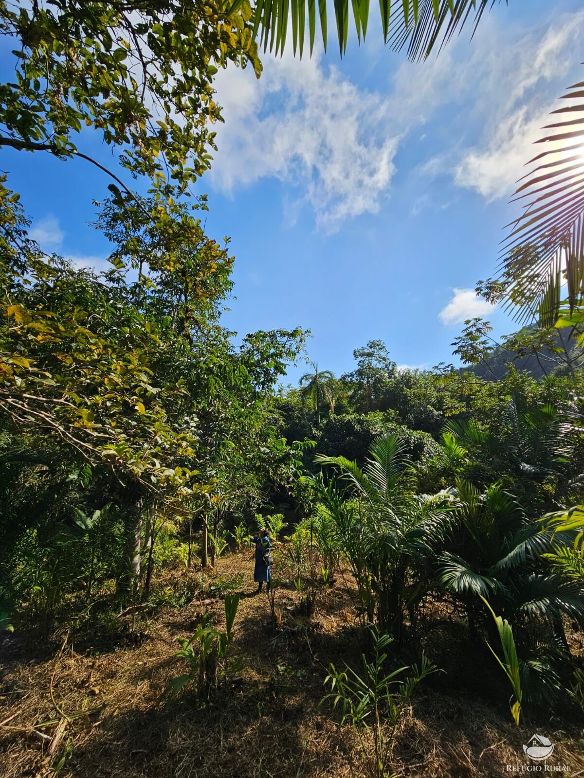 Sítio, 4 hectares - Foto 11