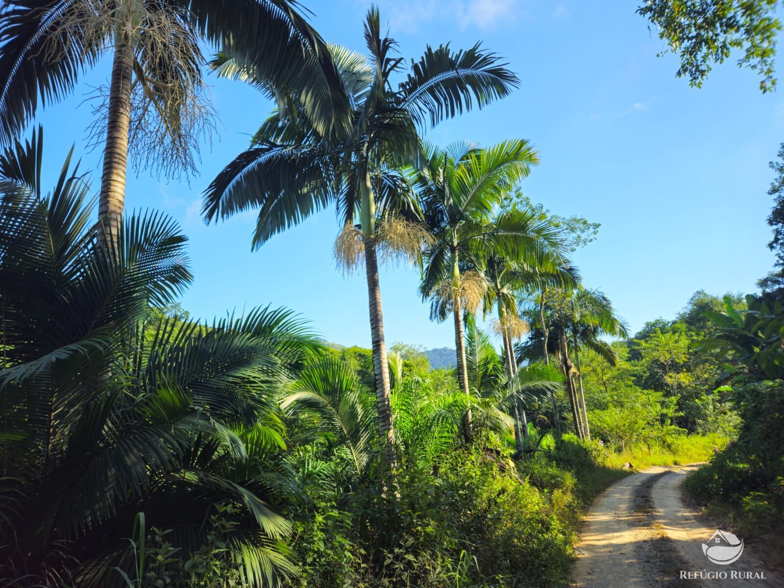 Sítio, 4 hectares - Foto 9