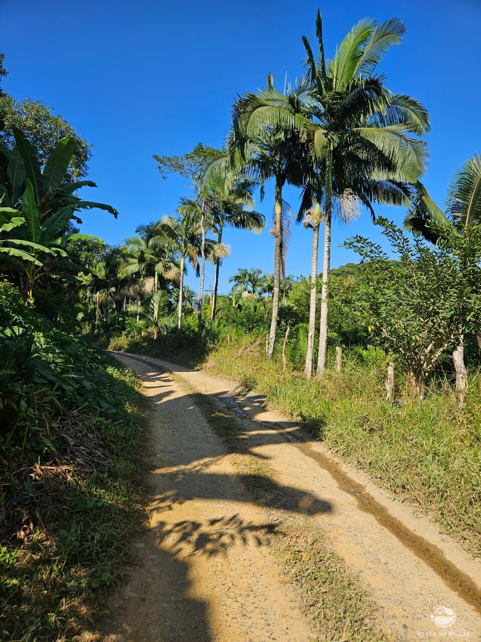 Sítio, 4 hectares - Foto 10