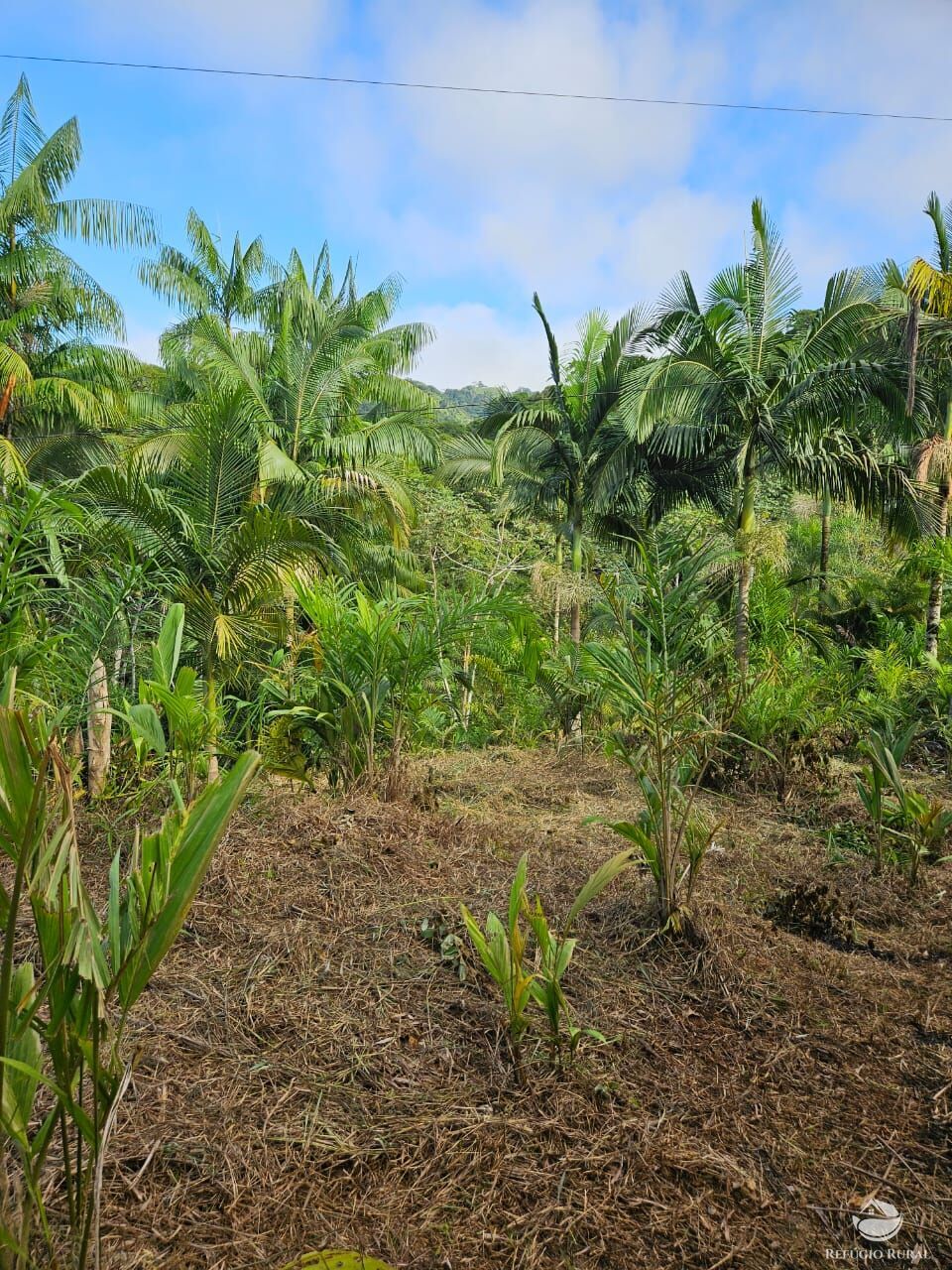 Sítio, 4 hectares - Foto 8