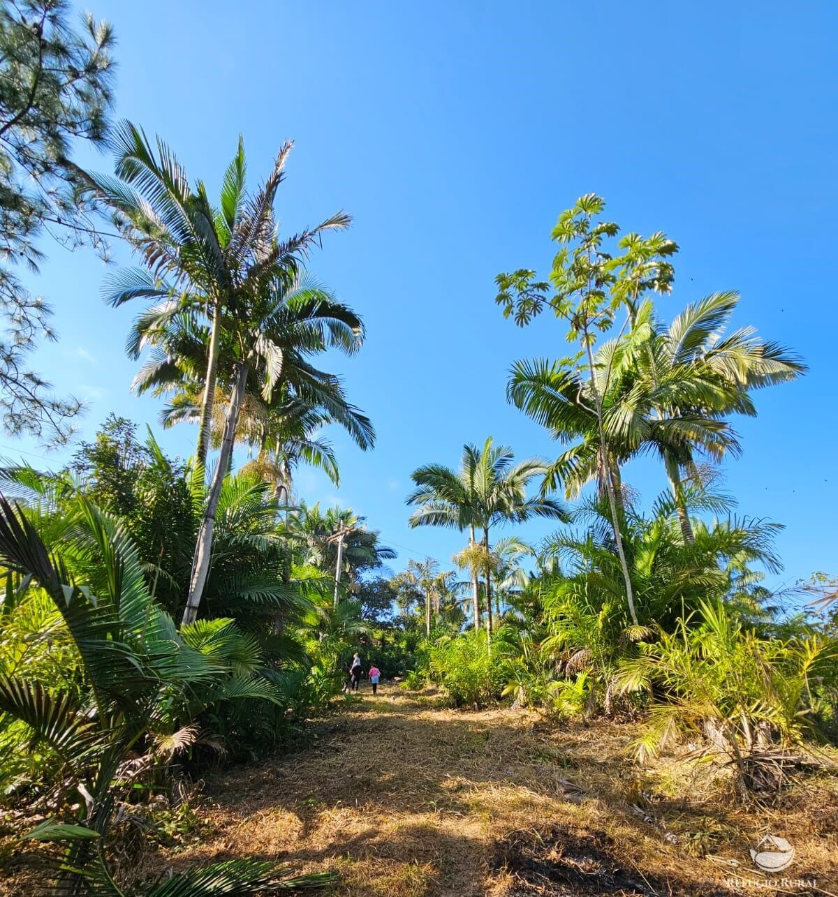 Sítio, 4 hectares - Foto 3