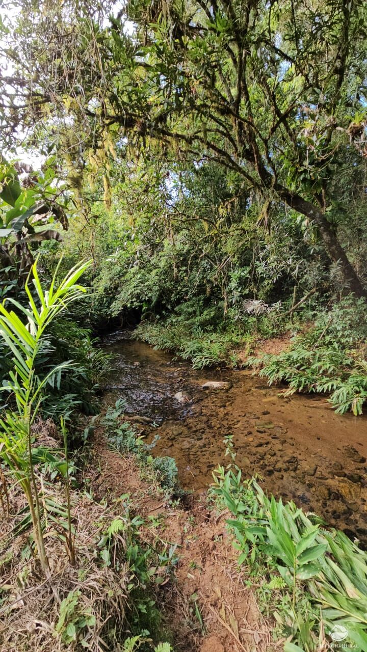 Sítio, 4 hectares - Foto 12