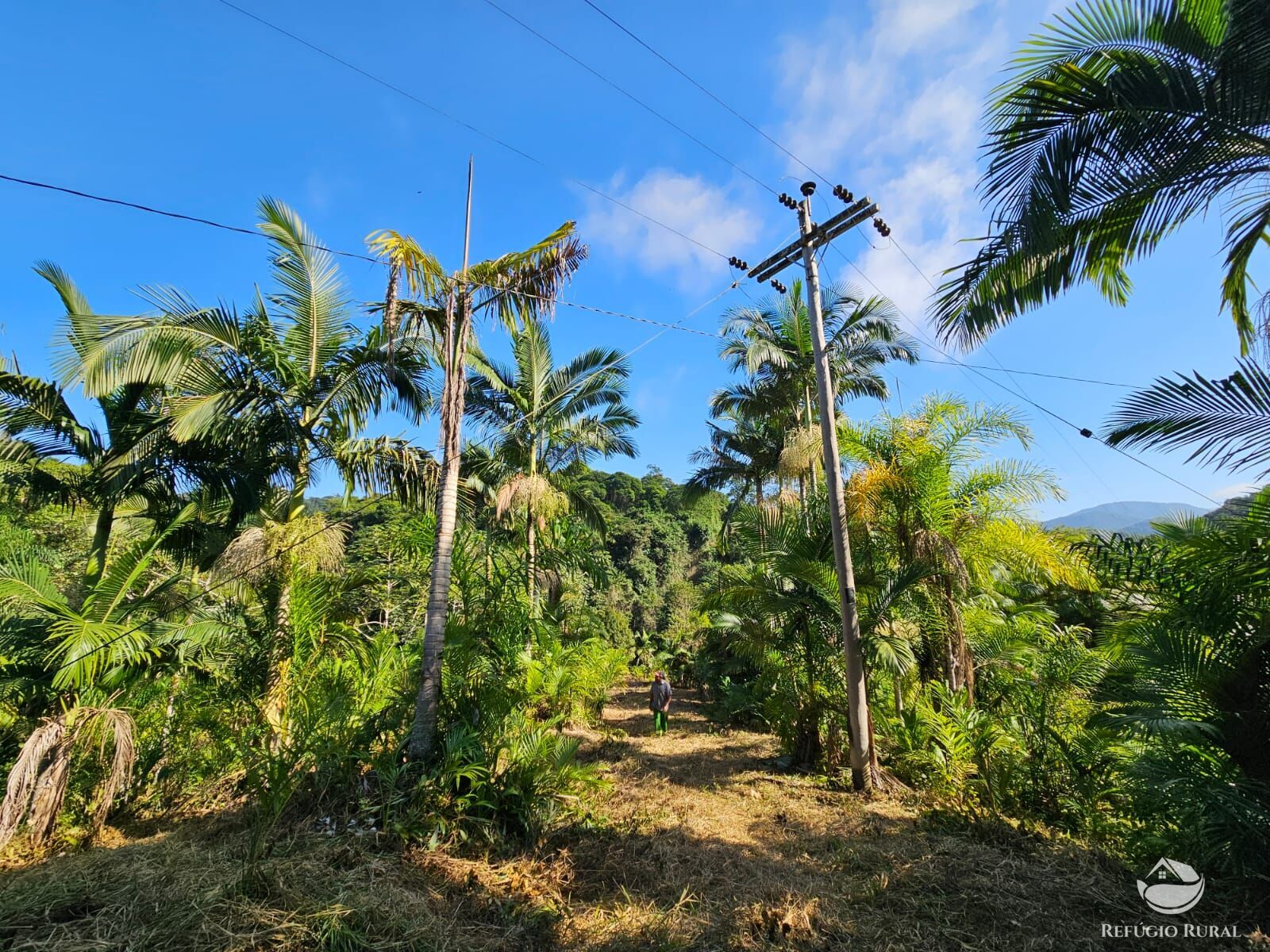 Sítio, 4 hectares - Foto 2