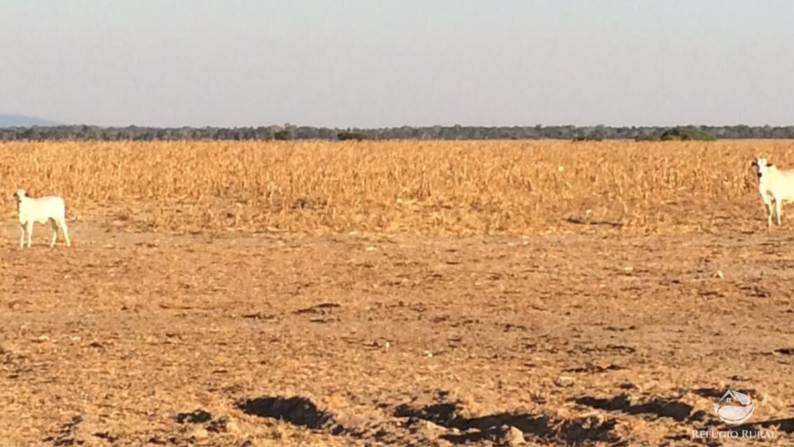 Fazenda à venda com 3 quartos, 350000000m² - Foto 9