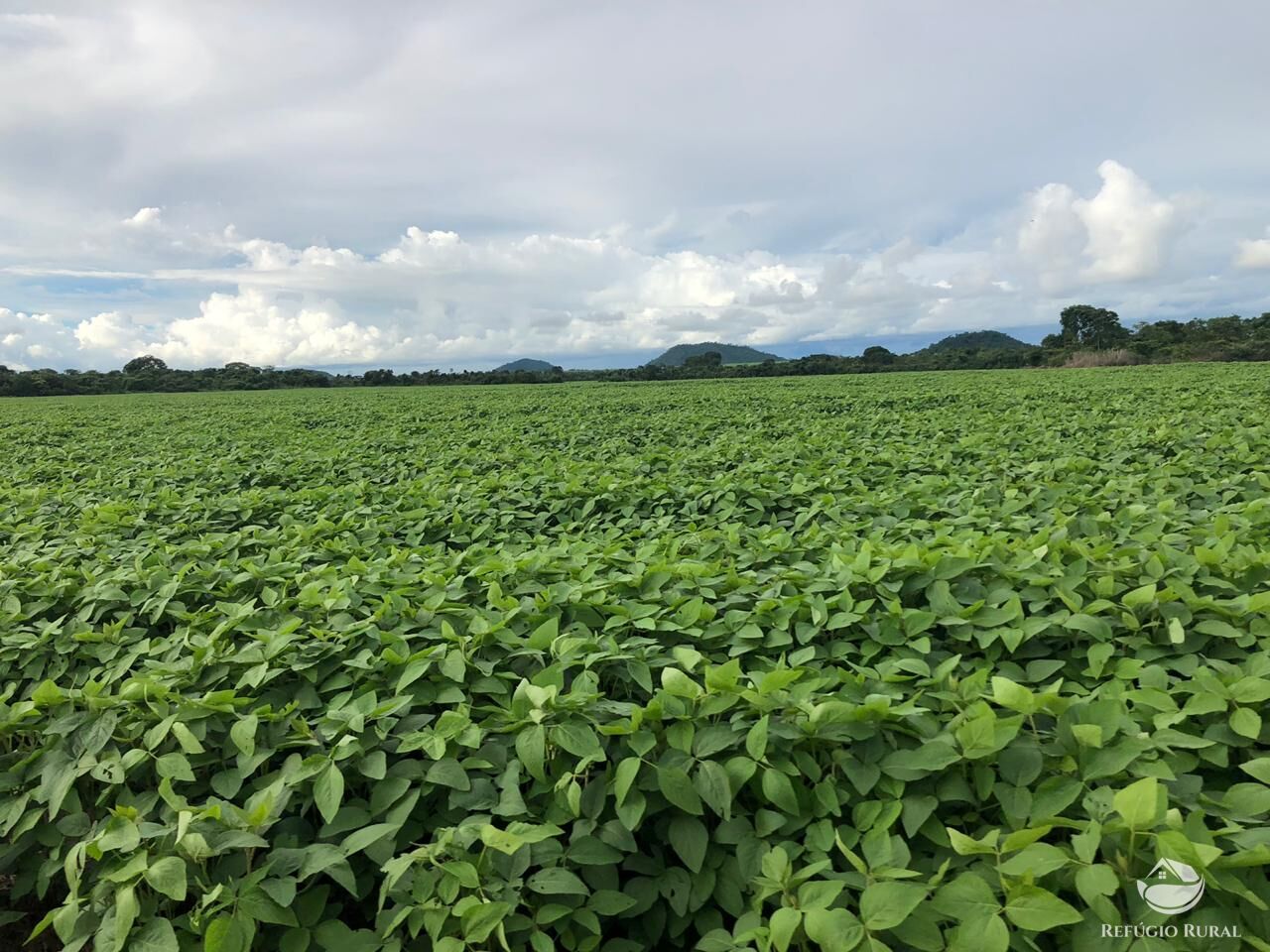 Fazenda à venda com 3 quartos, 350000000m² - Foto 1