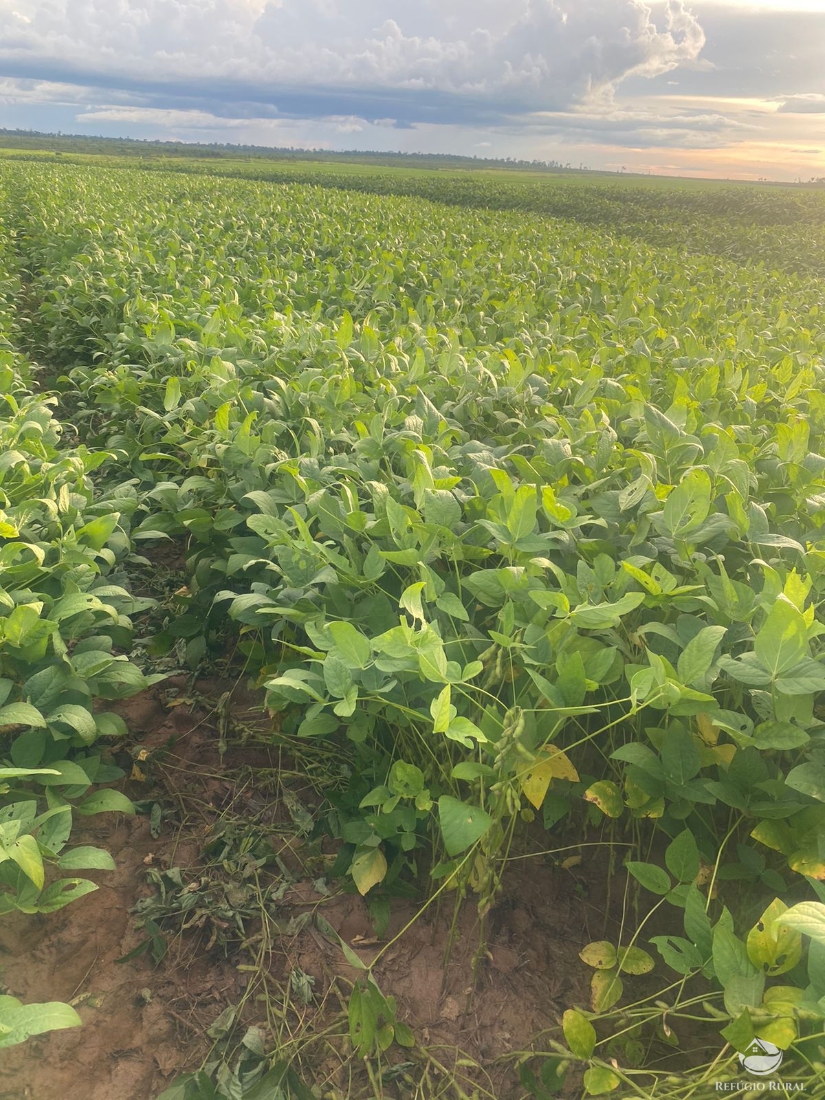 Fazenda à venda com 1 quarto, 37000000m² - Foto 2