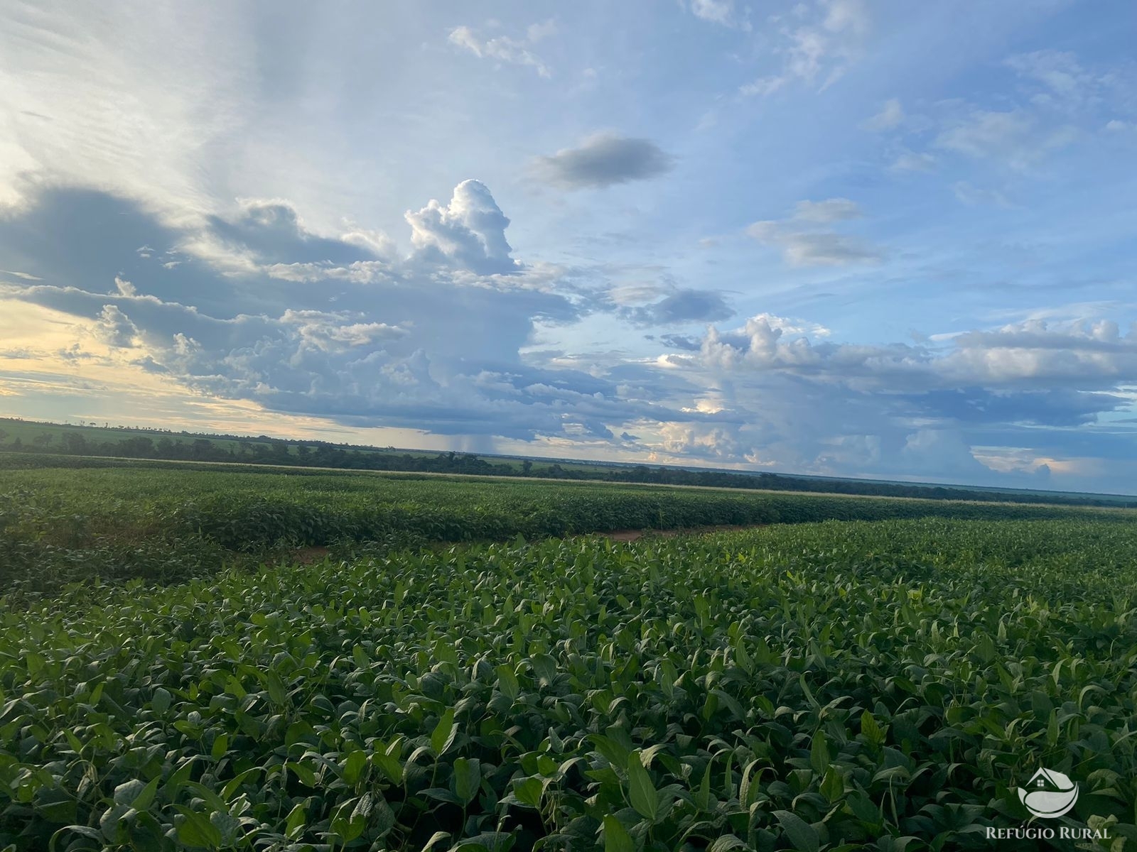 Fazenda à venda com 1 quarto, 37000000m² - Foto 1