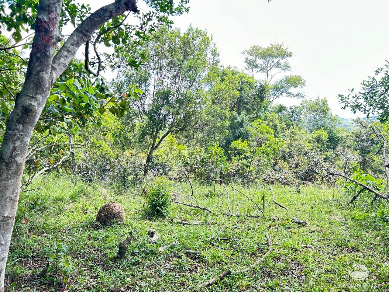 Fazenda à venda com 2 quartos, 240600m² - Foto 47