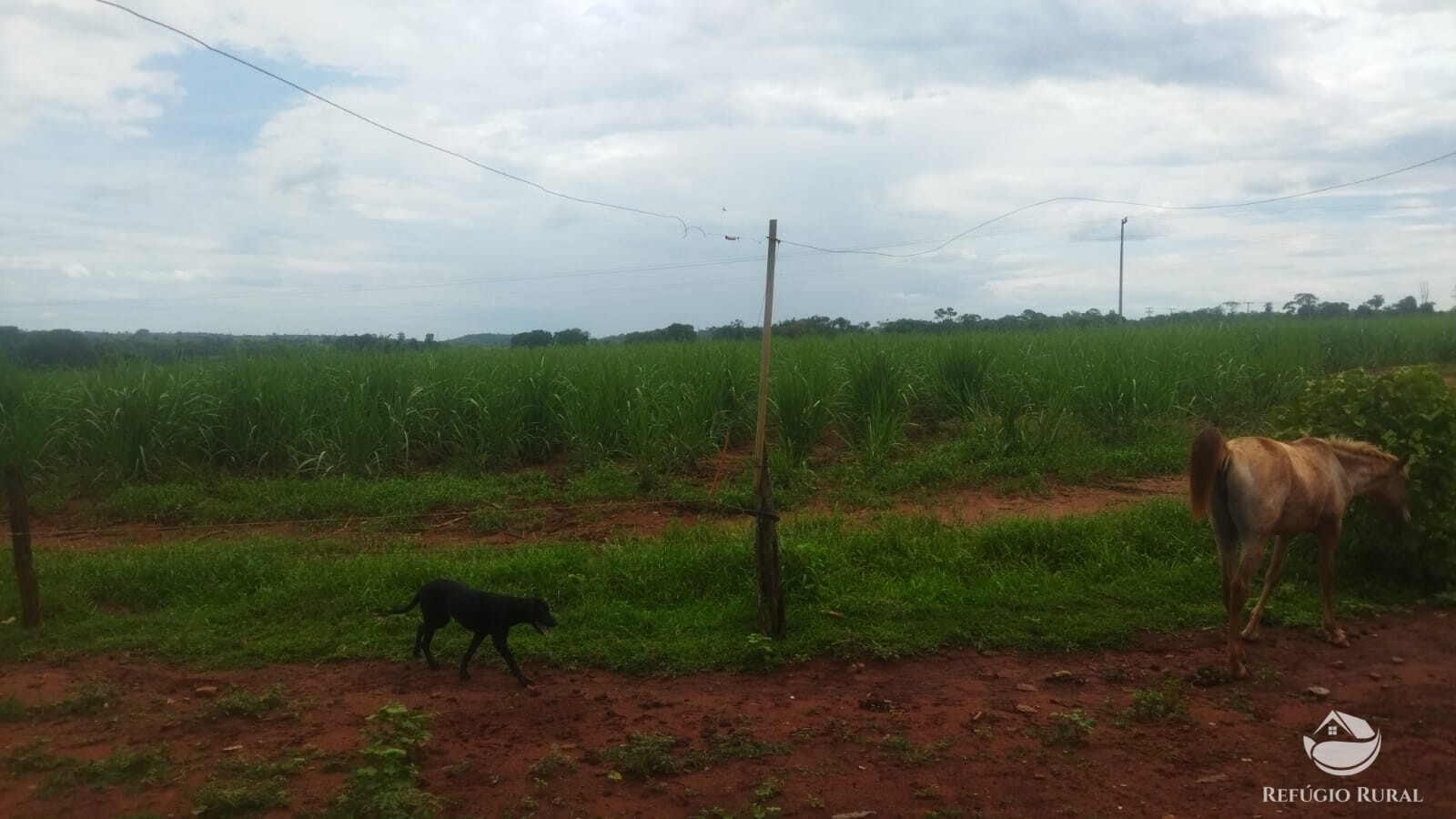 Fazenda à venda com 2 quartos, 293900m² - Foto 17