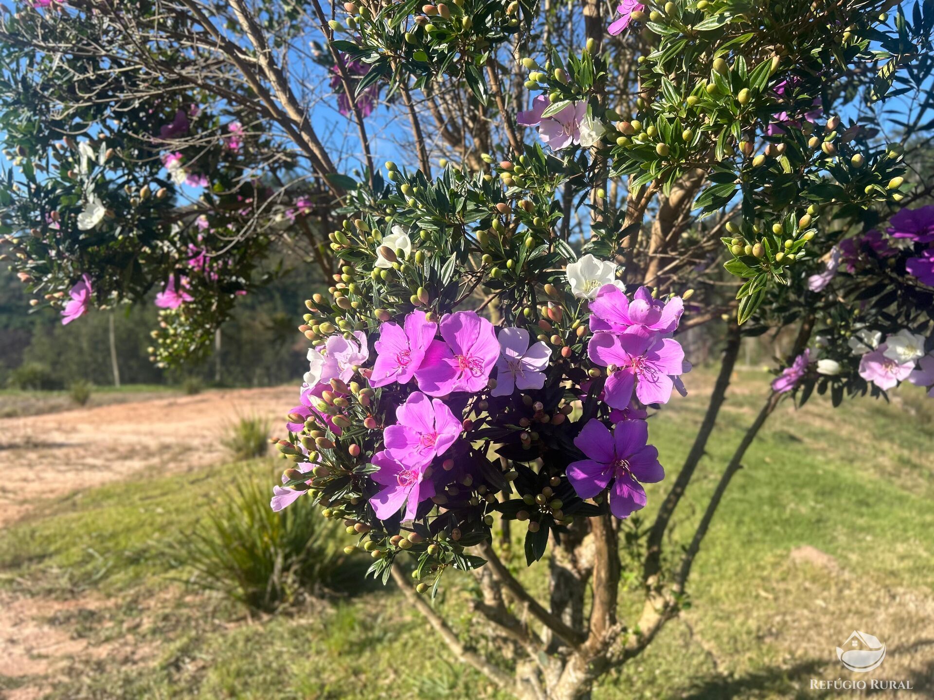 Sítio, 2 quartos, 3 hectares - Foto 33