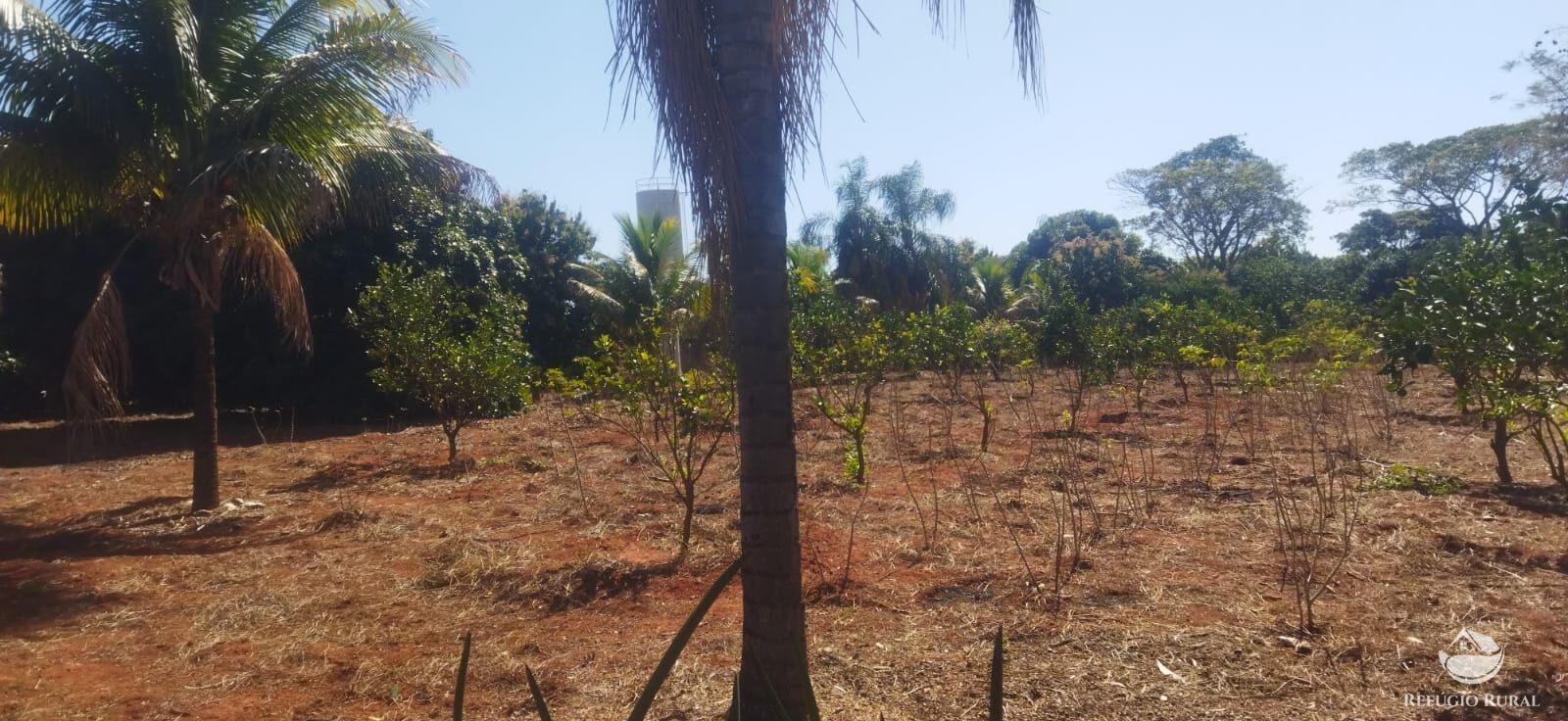 Chácara, 1 hectares - Foto 13