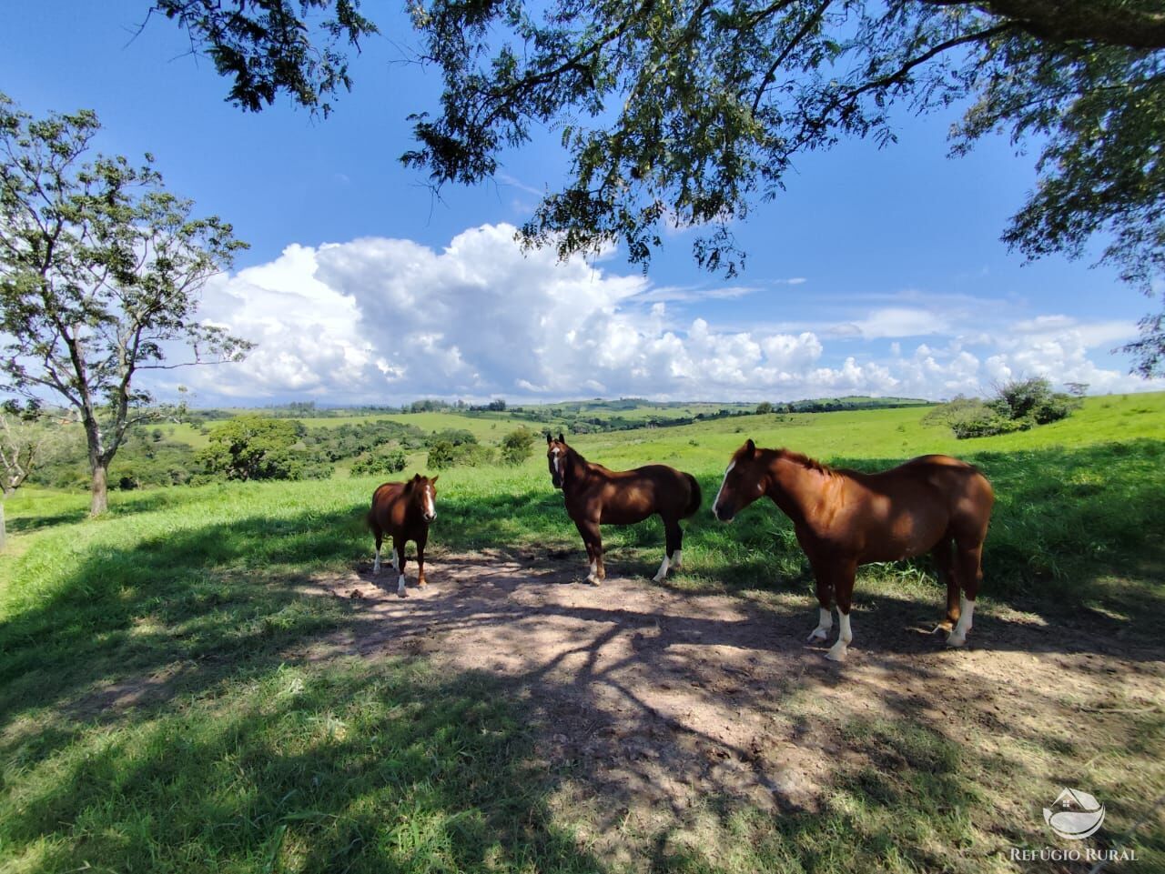 Fazenda, 435 hectares - Foto 4