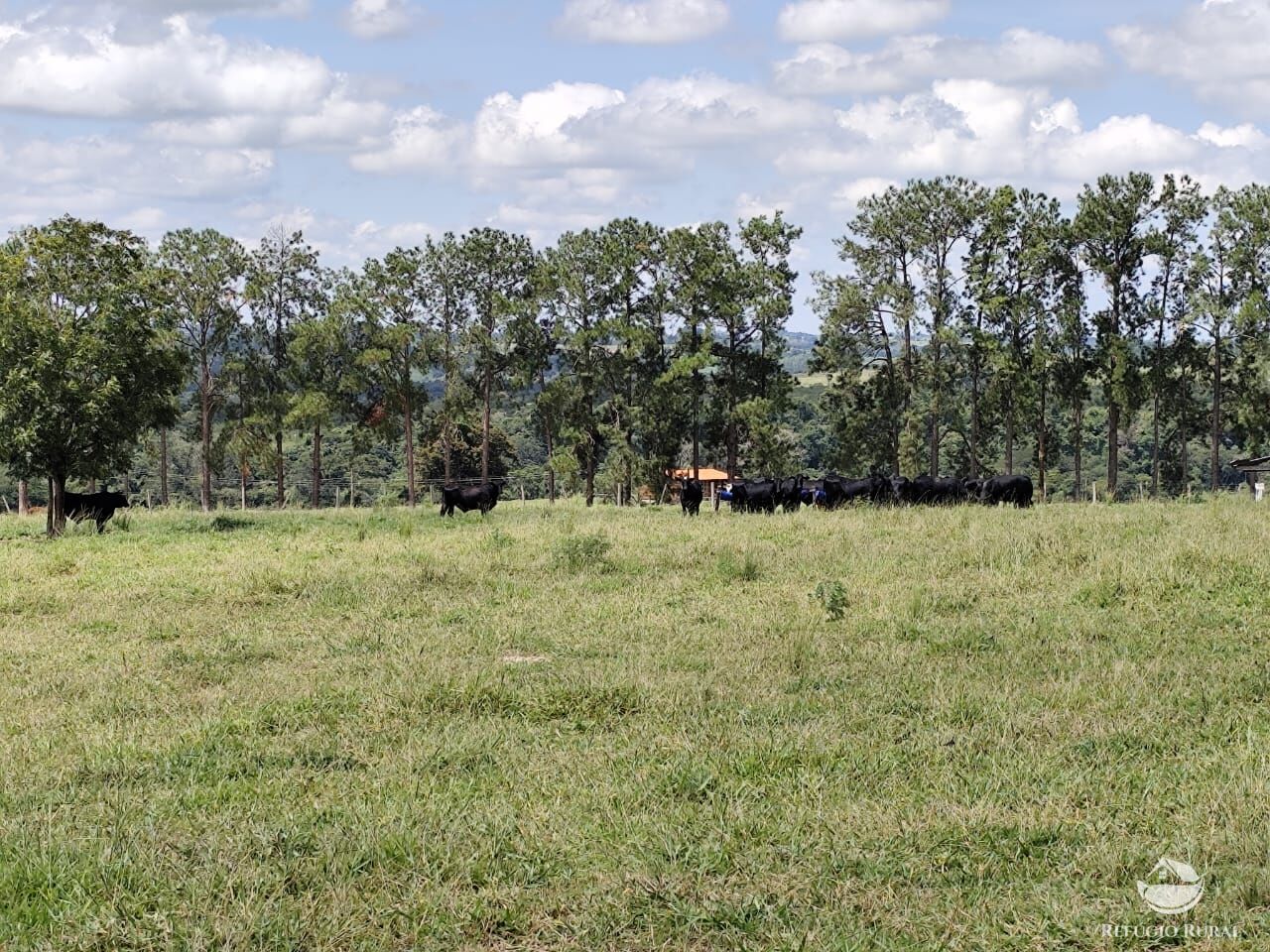 Fazenda, 435 hectares - Foto 45
