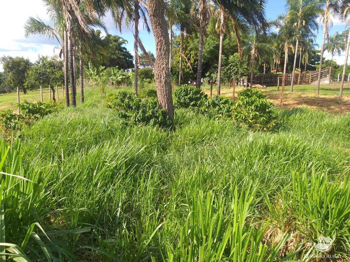 Fazenda à venda com 2 quartos, 175000m² - Foto 29