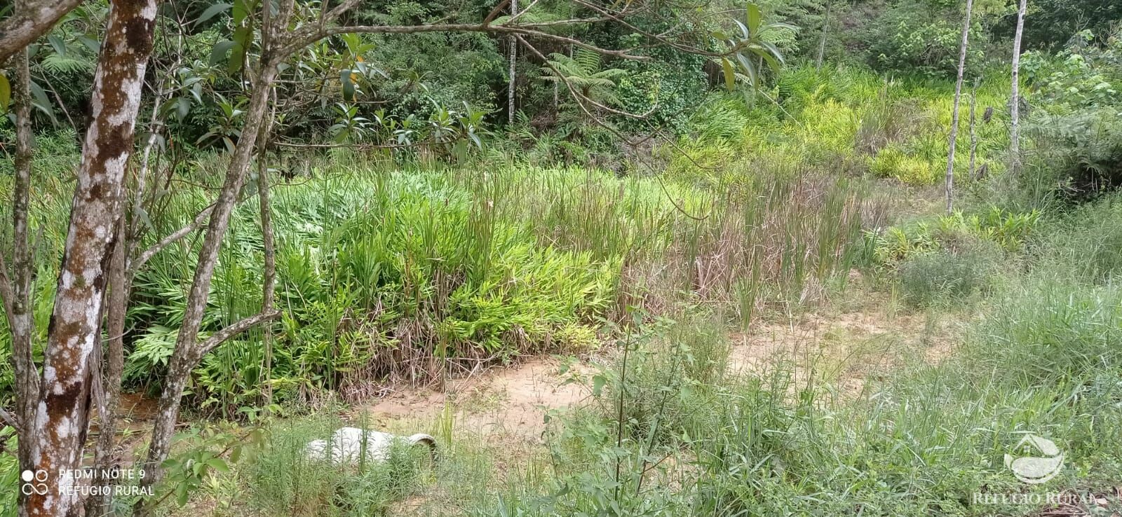 Fazenda à venda com 4 quartos, 242000m² - Foto 9