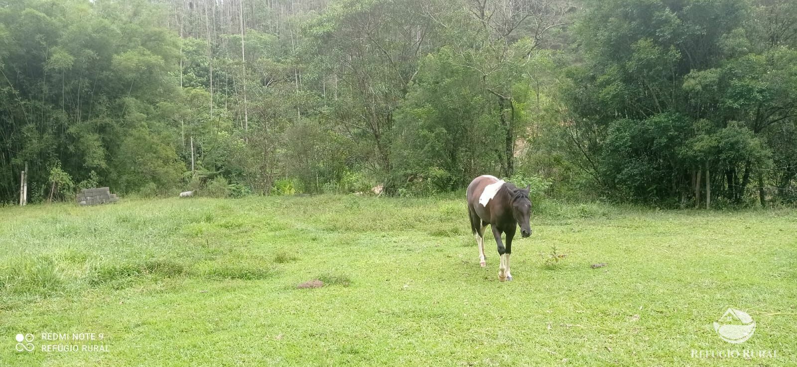 Fazenda à venda com 4 quartos, 242000m² - Foto 11