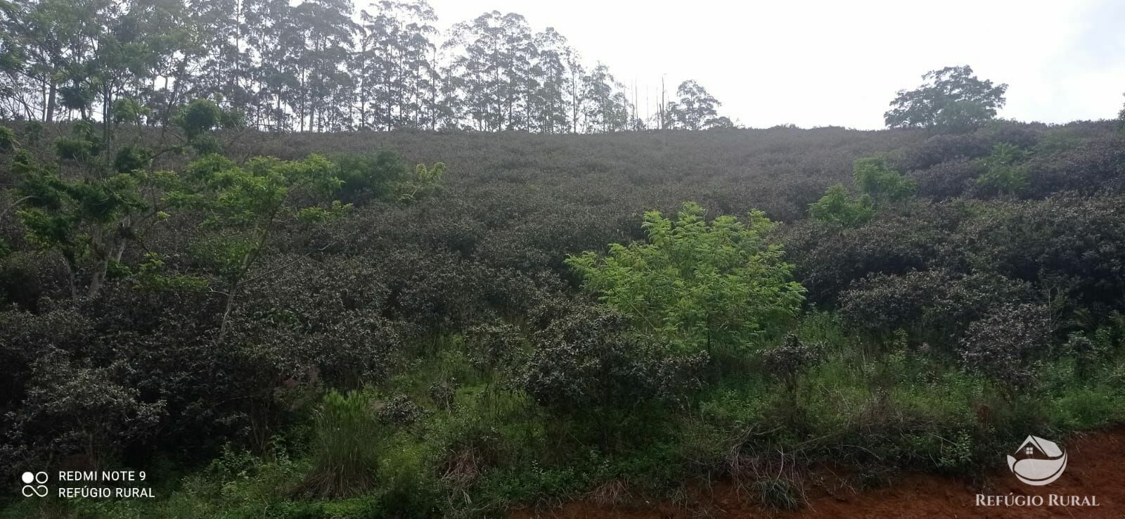 Fazenda à venda com 4 quartos, 242000m² - Foto 24