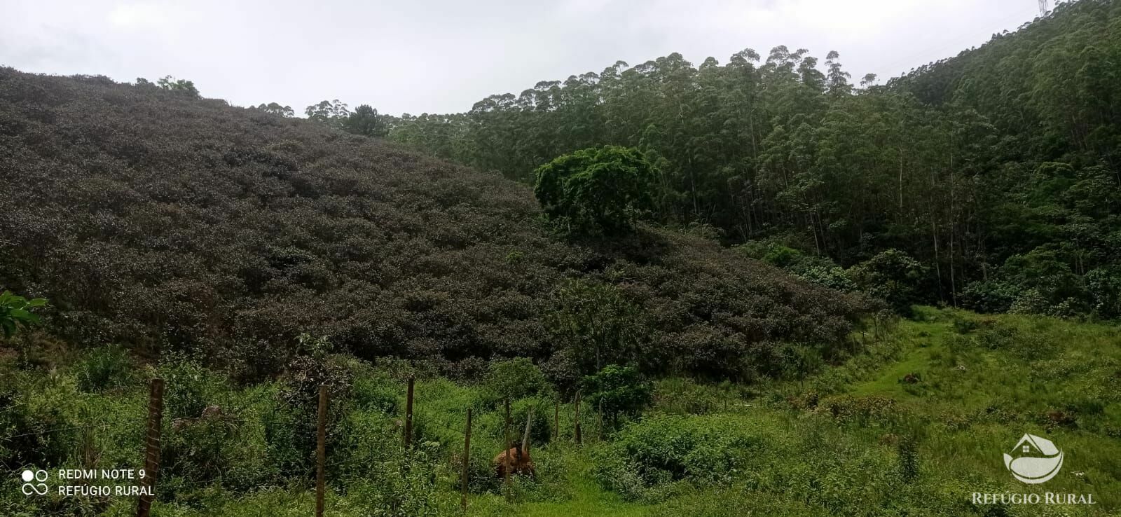 Fazenda à venda com 4 quartos, 242000m² - Foto 36