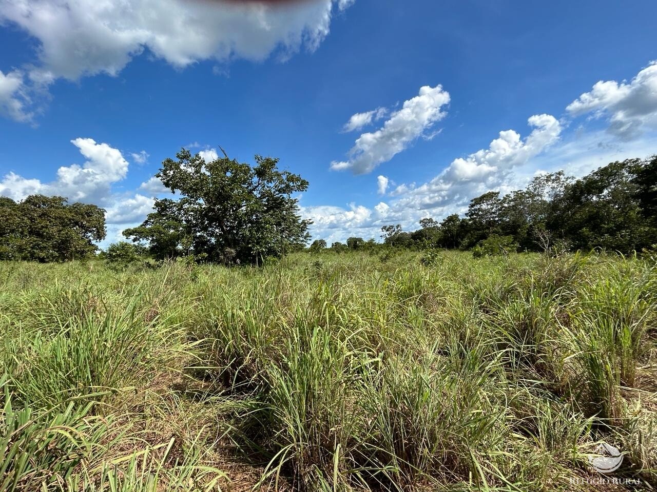 Fazenda à venda com 2 quartos, 1331m² - Foto 7