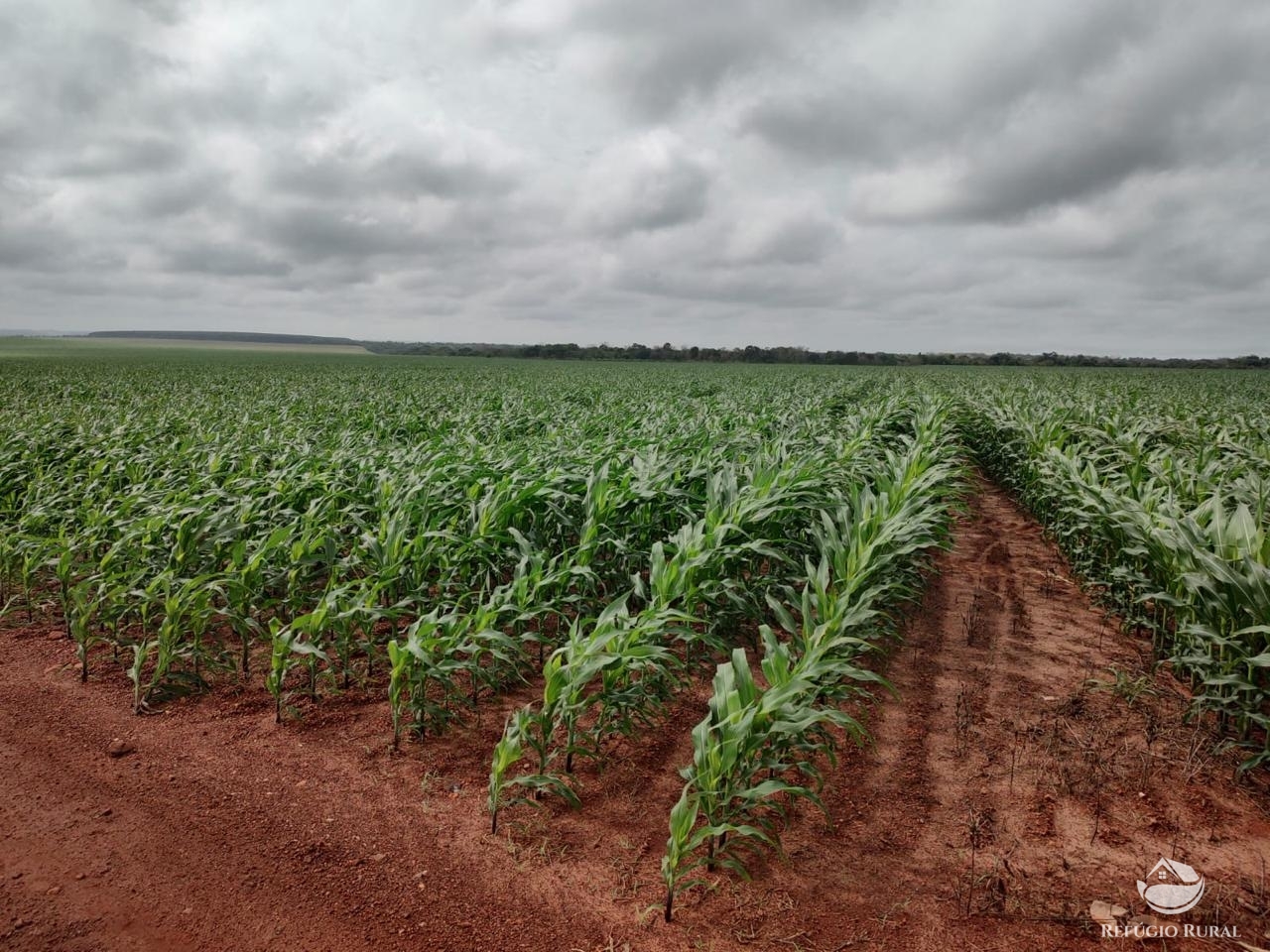 Fazenda à venda com 2 quartos, 46948000m² - Foto 4