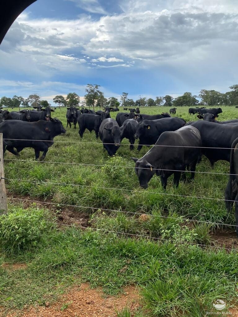 Fazenda à venda com 1 quarto, 17036800m² - Foto 20