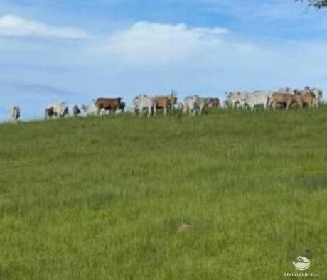 Fazenda, 242 hectares - Foto 4