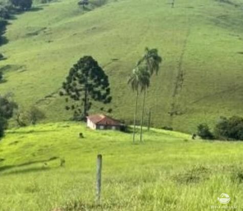 Fazenda, 242 hectares - Foto 10