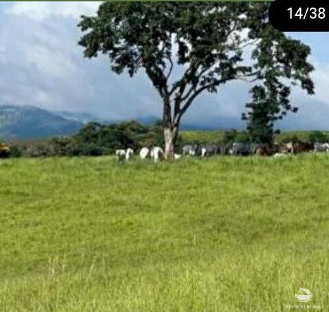 Fazenda, 242 hectares - Foto 6