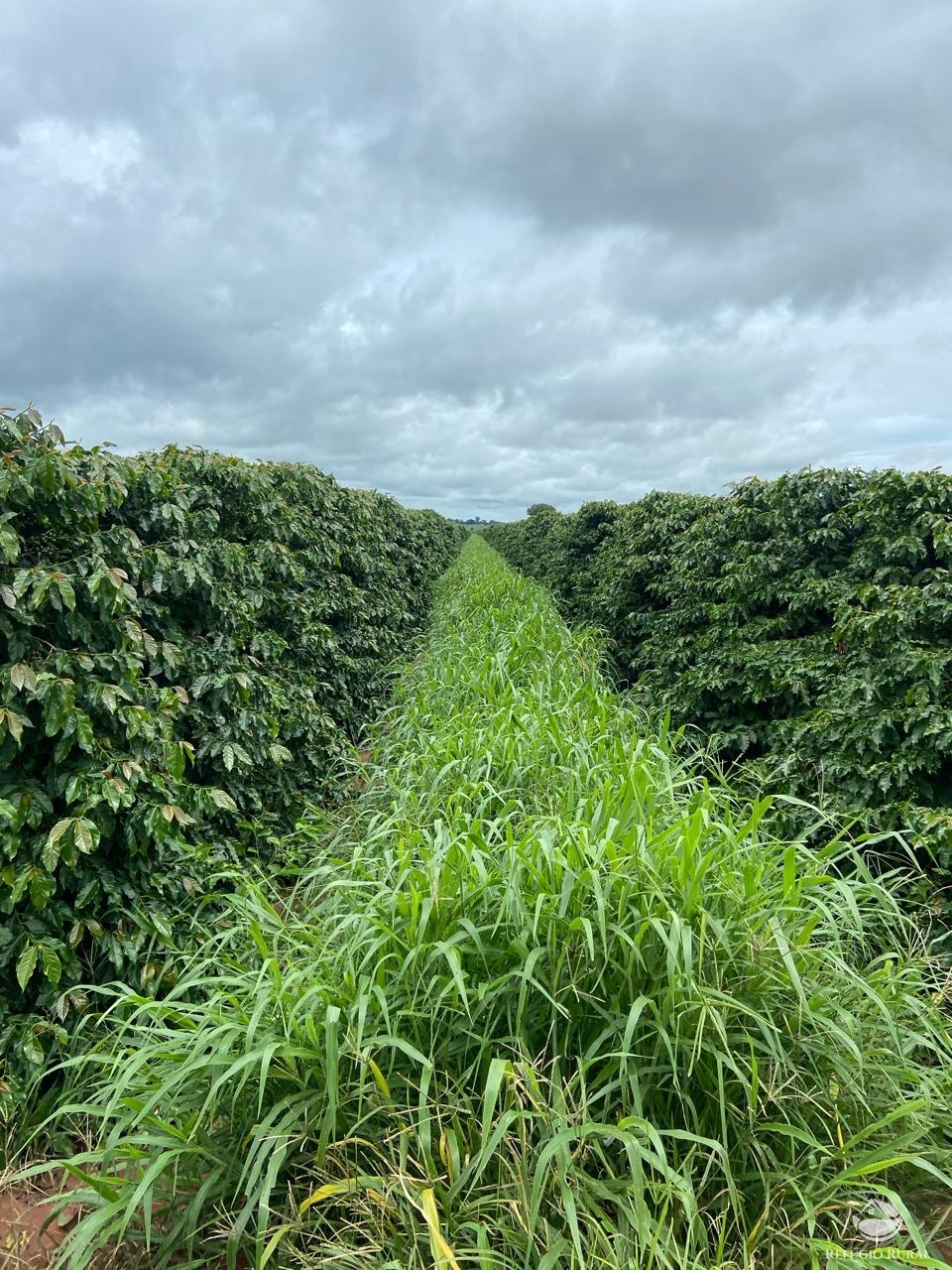 Fazenda à venda com 1 quarto, 580000m² - Foto 1