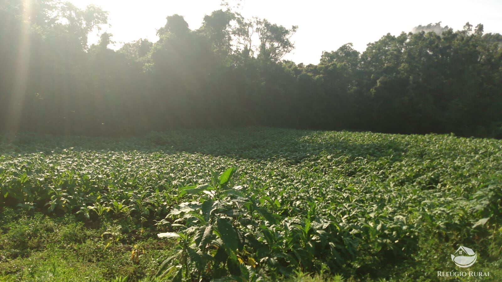 Fazenda à venda com 3 quartos, 97000m² - Foto 1