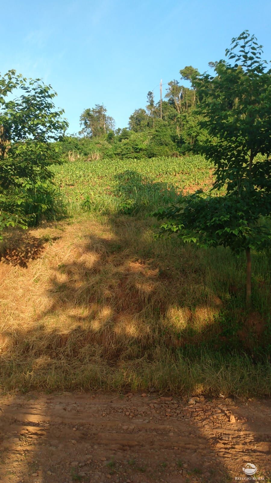 Fazenda à venda com 3 quartos, 97000m² - Foto 5