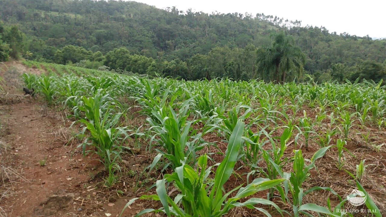 Fazenda à venda com 3 quartos, 97000m² - Foto 7