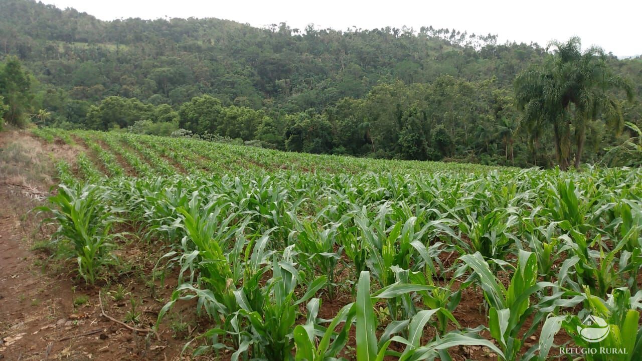 Fazenda à venda com 3 quartos, 97000m² - Foto 2