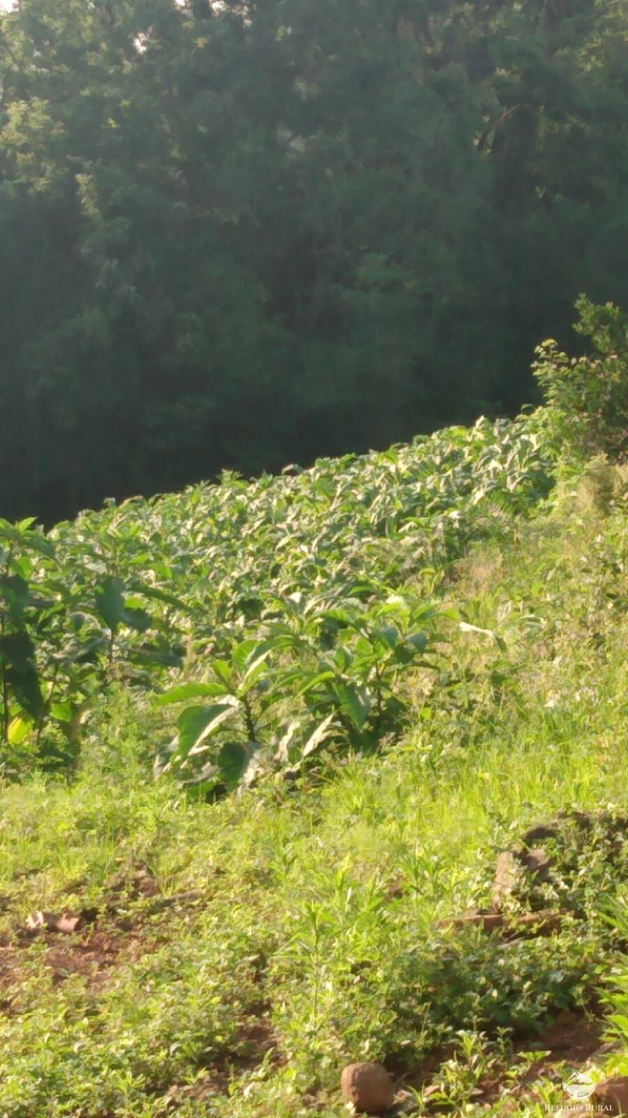 Fazenda à venda com 3 quartos, 97000m² - Foto 3