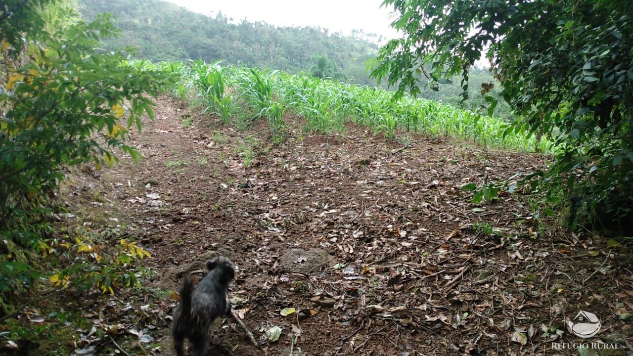 Fazenda à venda com 3 quartos, 97000m² - Foto 6