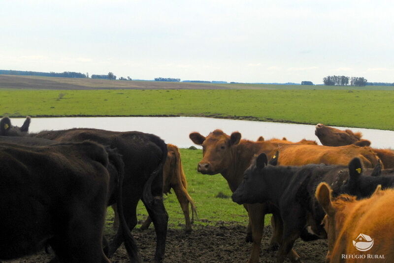 Fazenda à venda com 2 quartos, 60000000m² - Foto 26