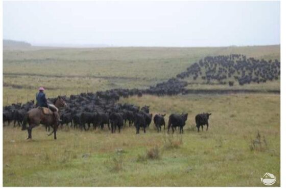 Fazenda à venda com 2 quartos, 60000000m² - Foto 37