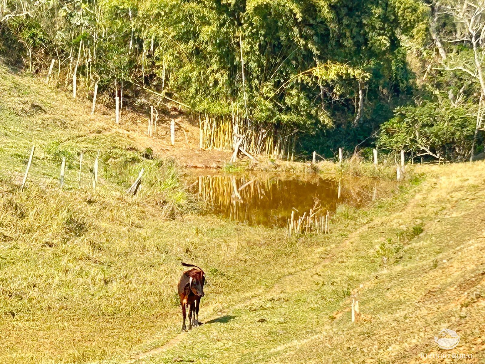 Fazenda à venda com 1 quarto, 121000m² - Foto 38