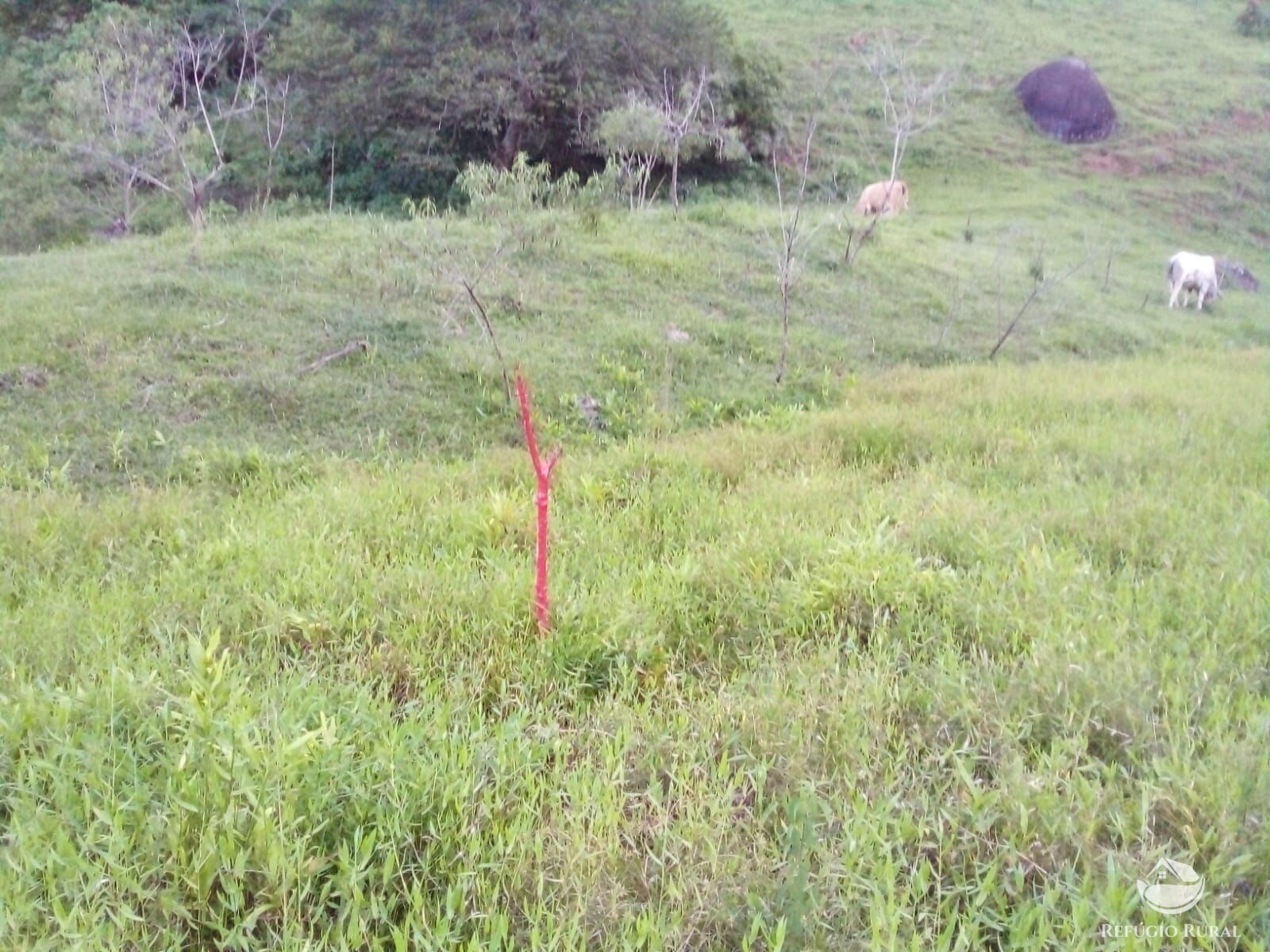 Terreno à venda, 48200m² - Foto 31