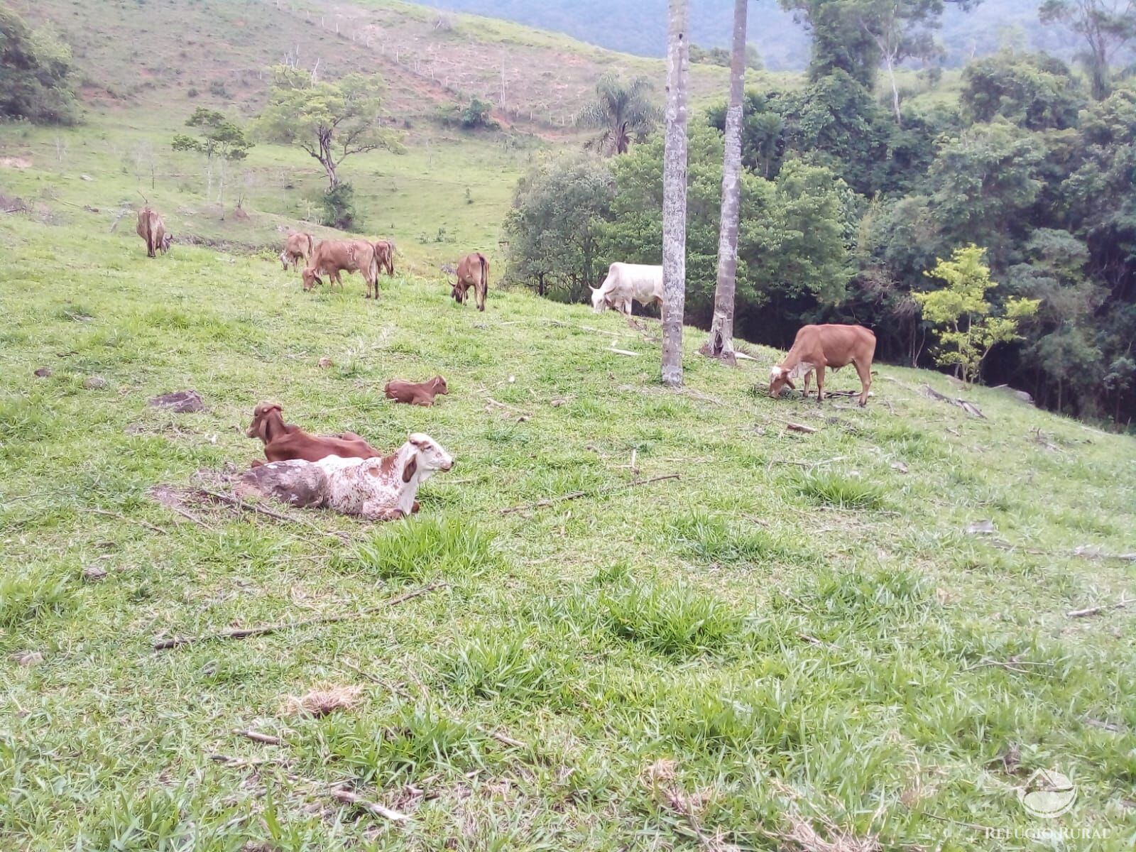 Terreno à venda, 48200m² - Foto 28