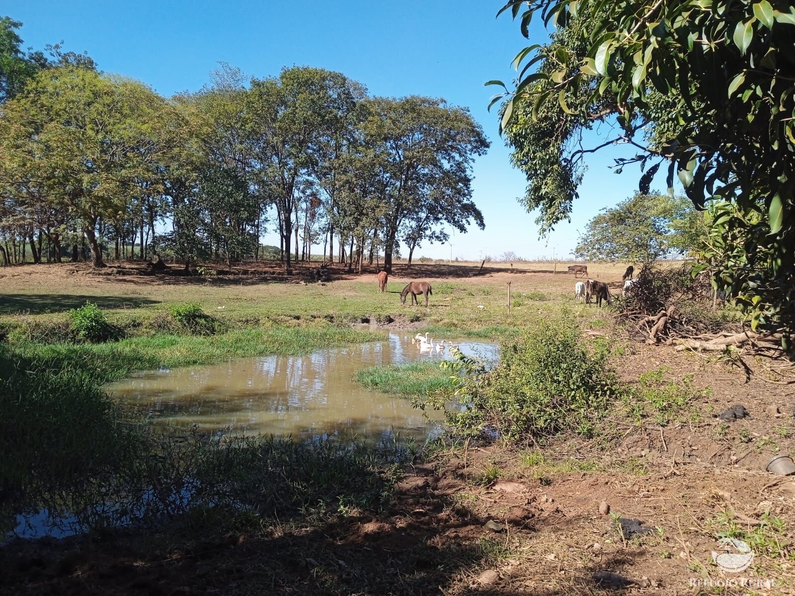 Fazenda à venda com 1 quarto, 40000m² - Foto 1