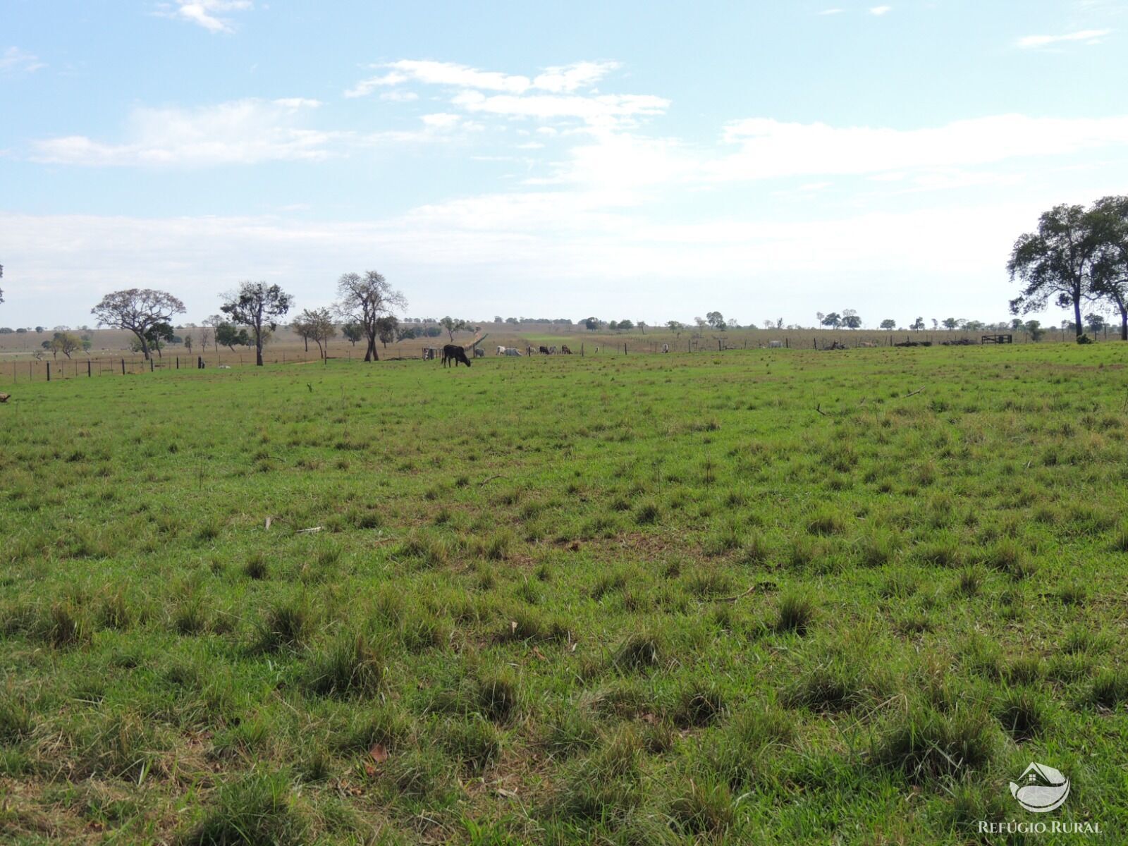 Fazenda à venda com 1 quarto, 24200000m² - Foto 12