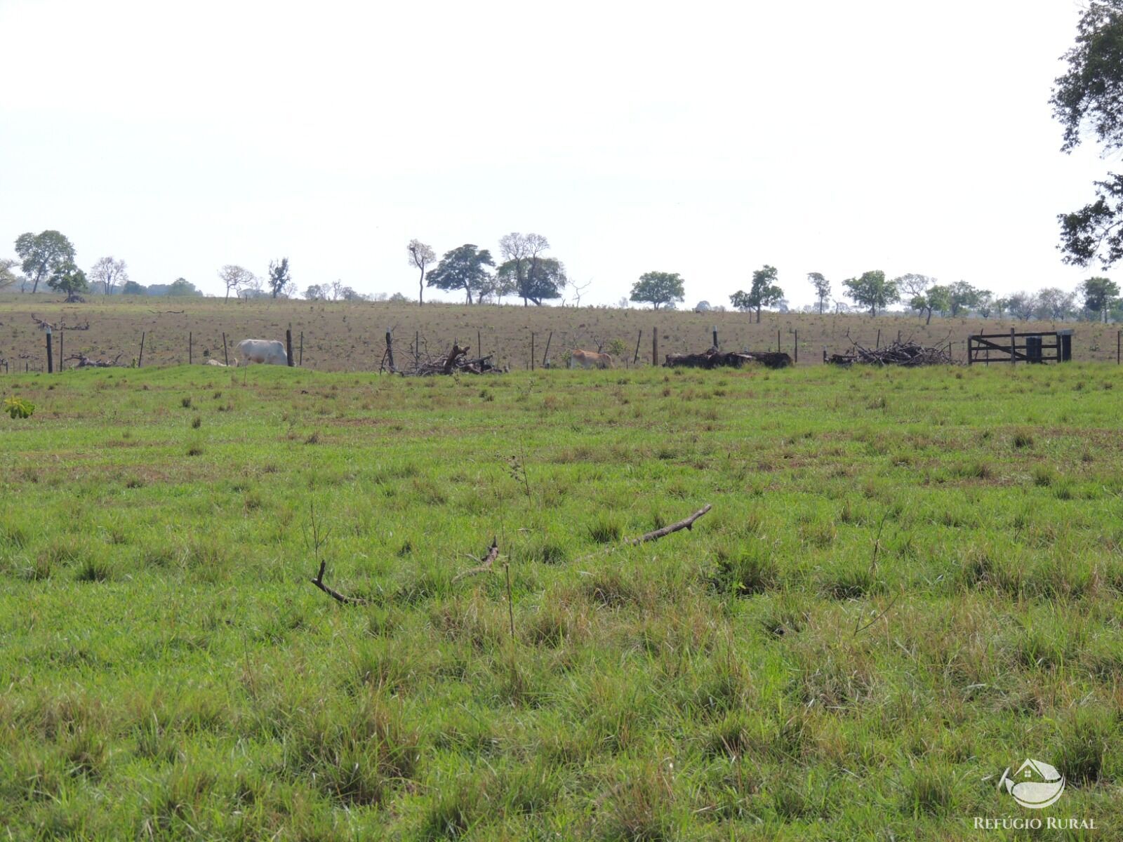 Fazenda à venda com 1 quarto, 24200000m² - Foto 10