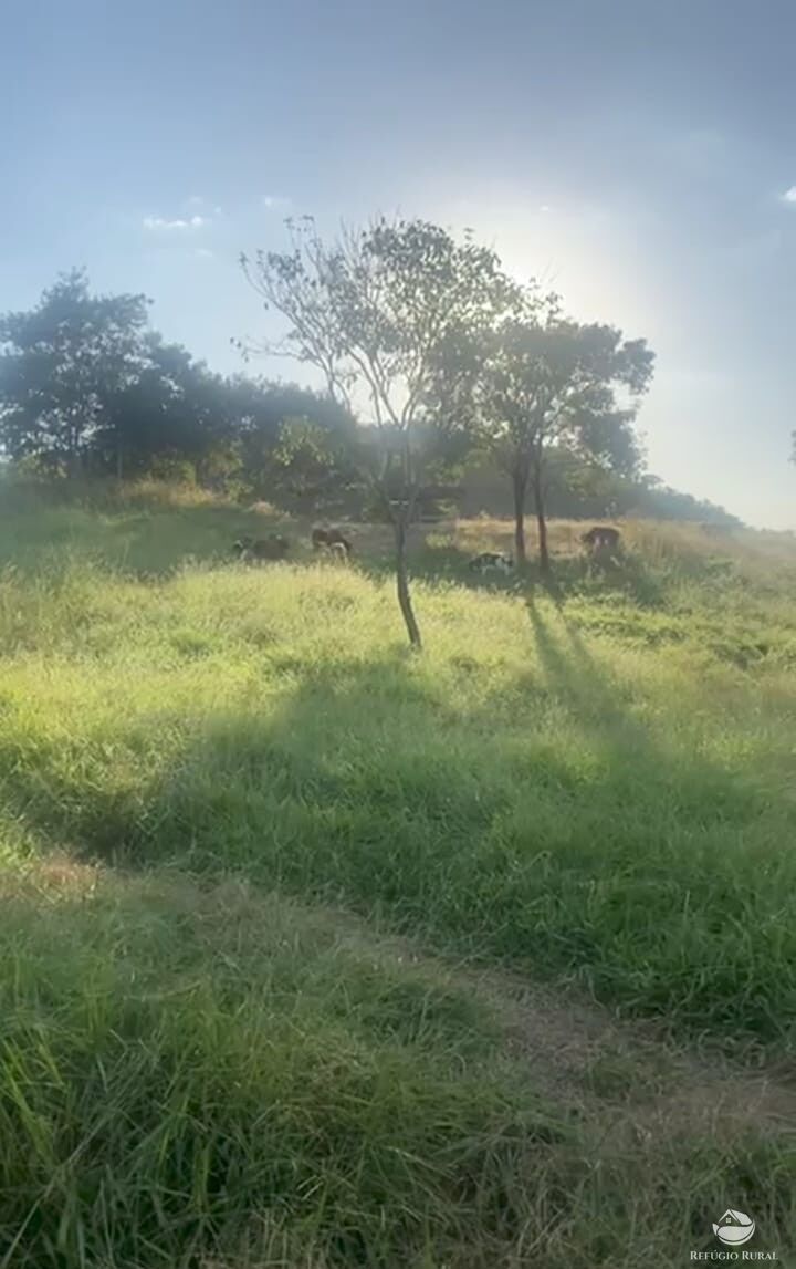 Fazenda, 363 hectares - Foto 2