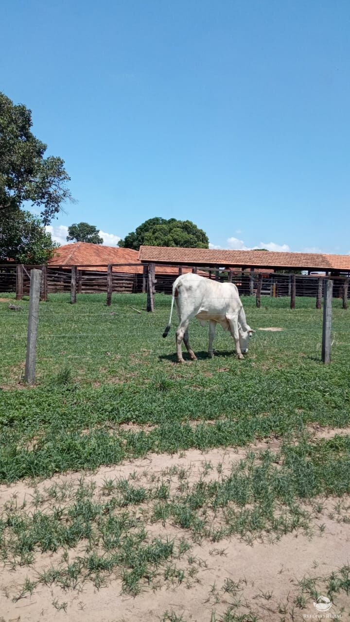 Fazenda à venda com 3 quartos, 5600000m² - Foto 8