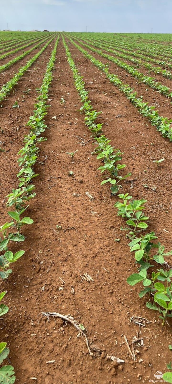 Fazenda à venda com 2 quartos, 170000000m² - Foto 8