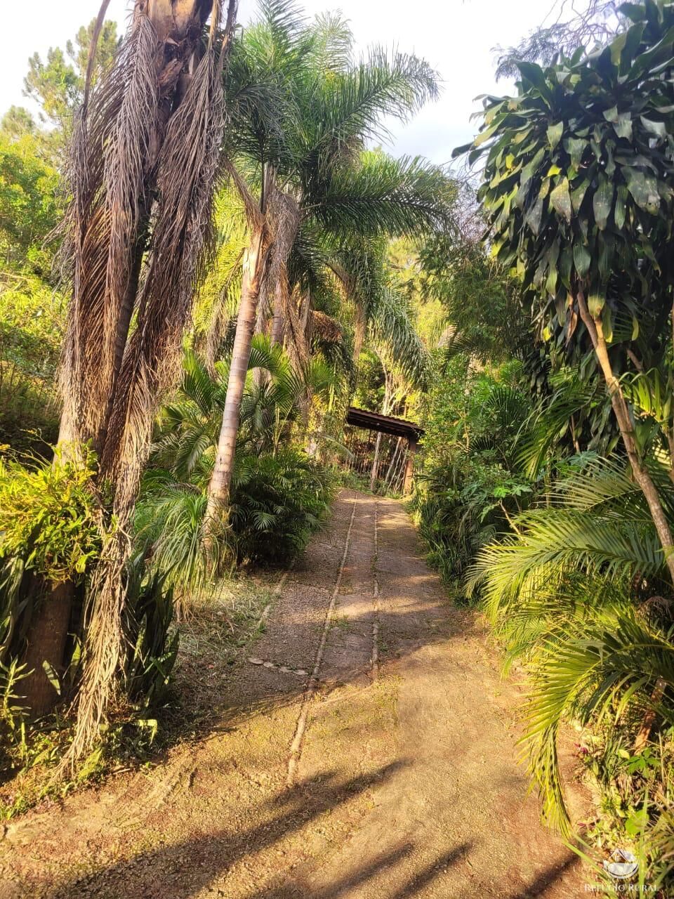 Fazenda à venda com 3 quartos, 5000m² - Foto 3