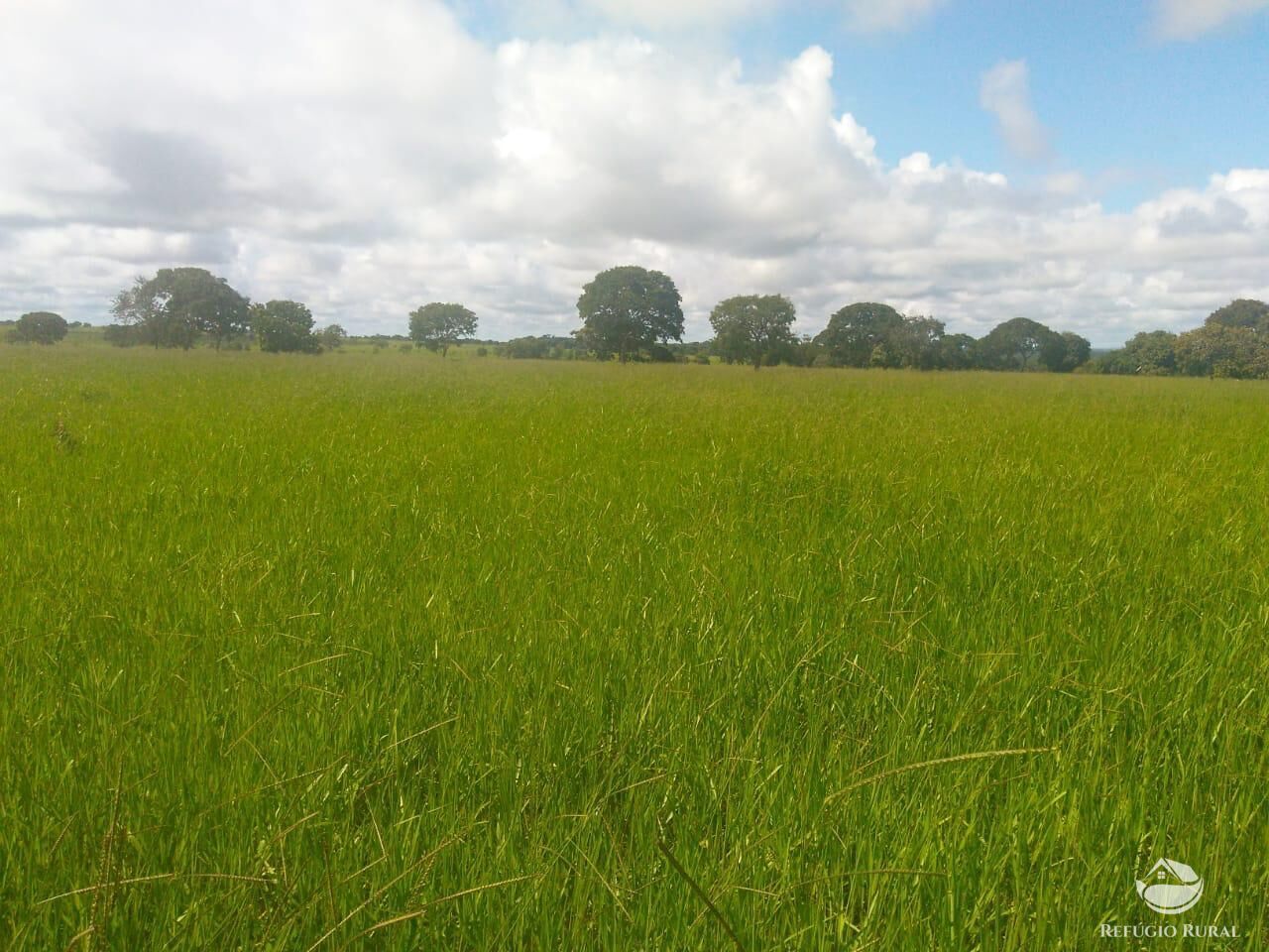 Fazenda em Paracatu/Minas Gerais — Ref P76CL4 — Imagem 5